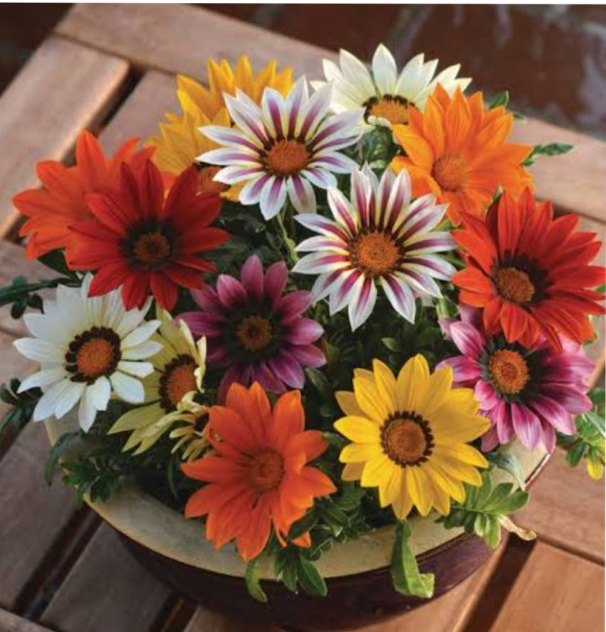 Gazania New day Special PanAm mix winter Flower seeds