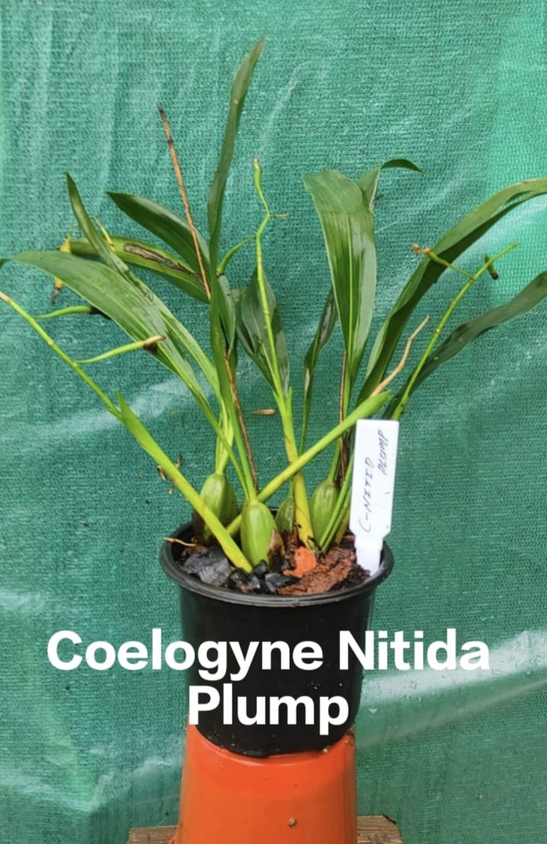 Coelogyne Nitida Plump