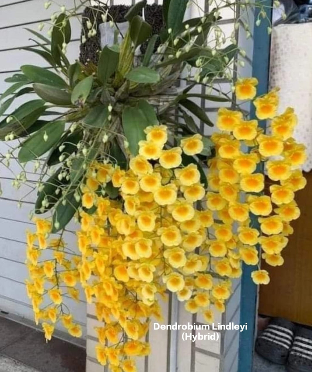 Dendrobium Lindleyi (Hybrid)