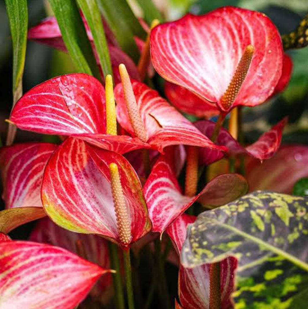 anthurium dutch Anthurium Livium Dutch (Indoor plants)/indoor plant for home/low maint – ASHIYANA STORE