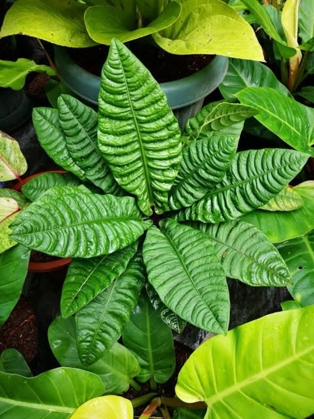 anthurium reflexinervium Anthurium Reflexinervium (Semishade) – ASHIYANA STORE