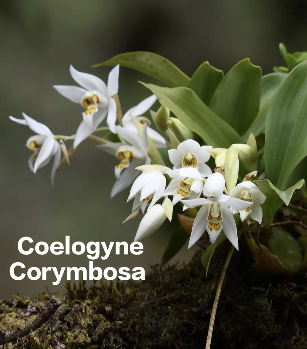 Coelogyne Corymbosa