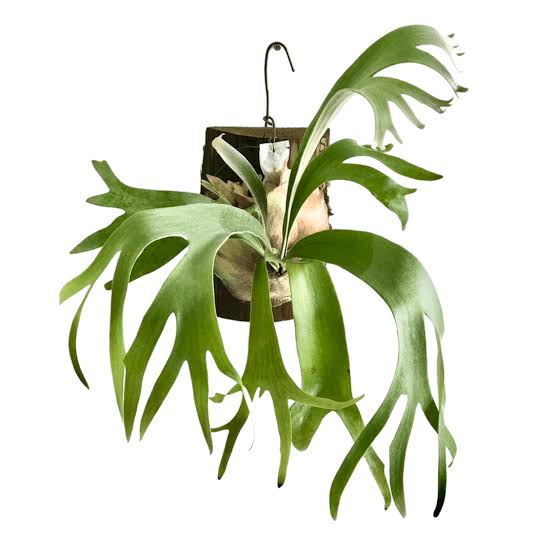 Stage Horn plant (select any variety)