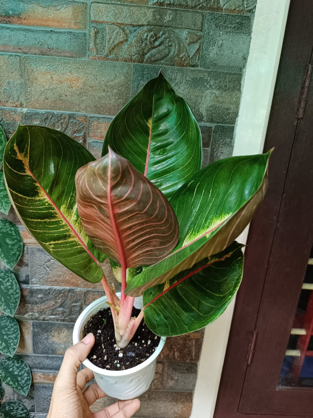 black aglaonema Agloanima Black Moonlight (Semishade) – ASHIYANA STORE