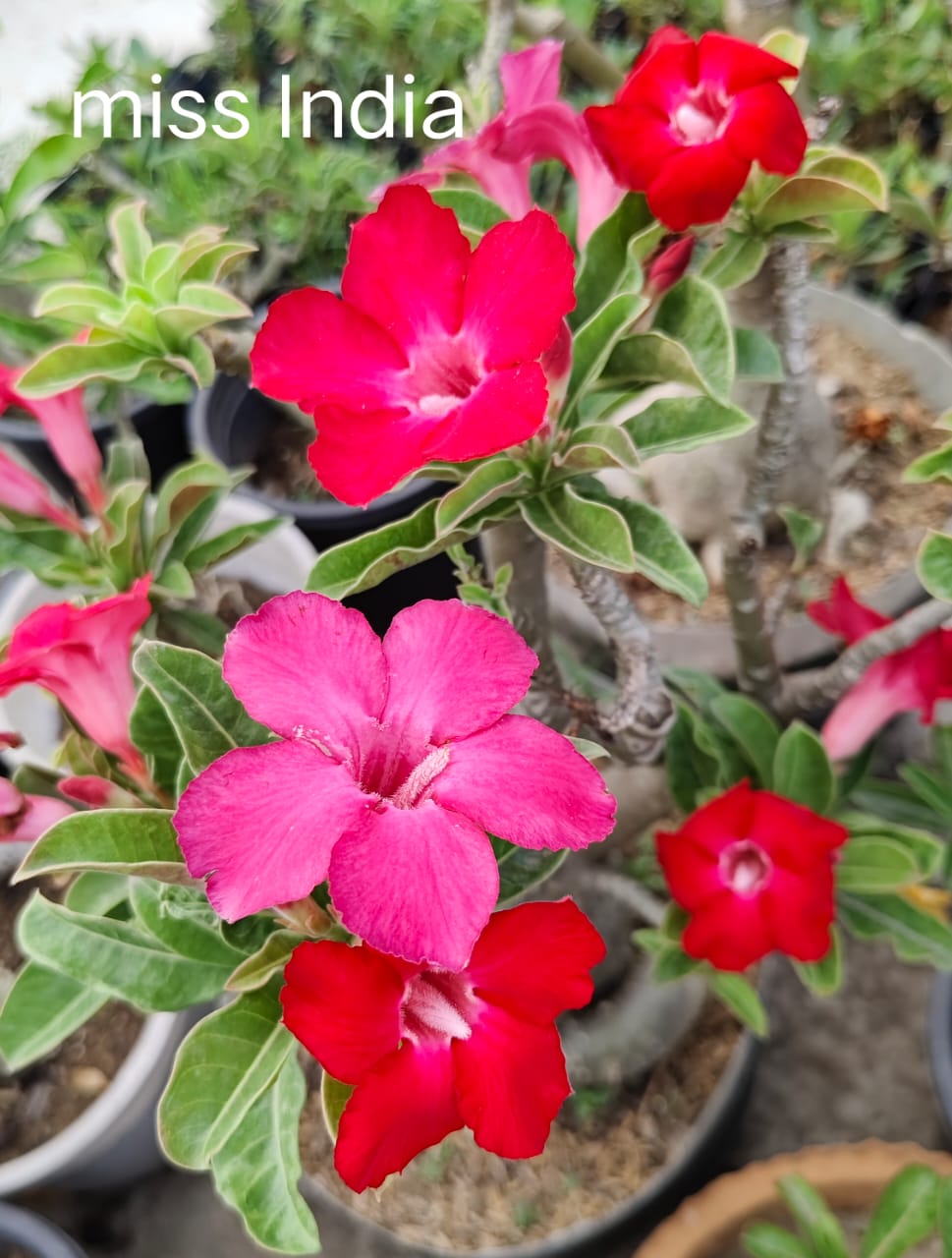 Adnium plant florist chikini pink colour