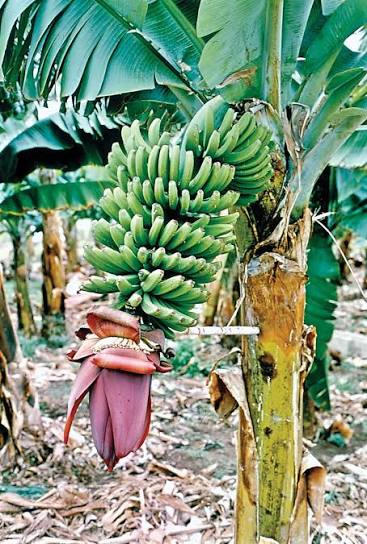 Perumpadali banana fruit plant|traditional banana varieties