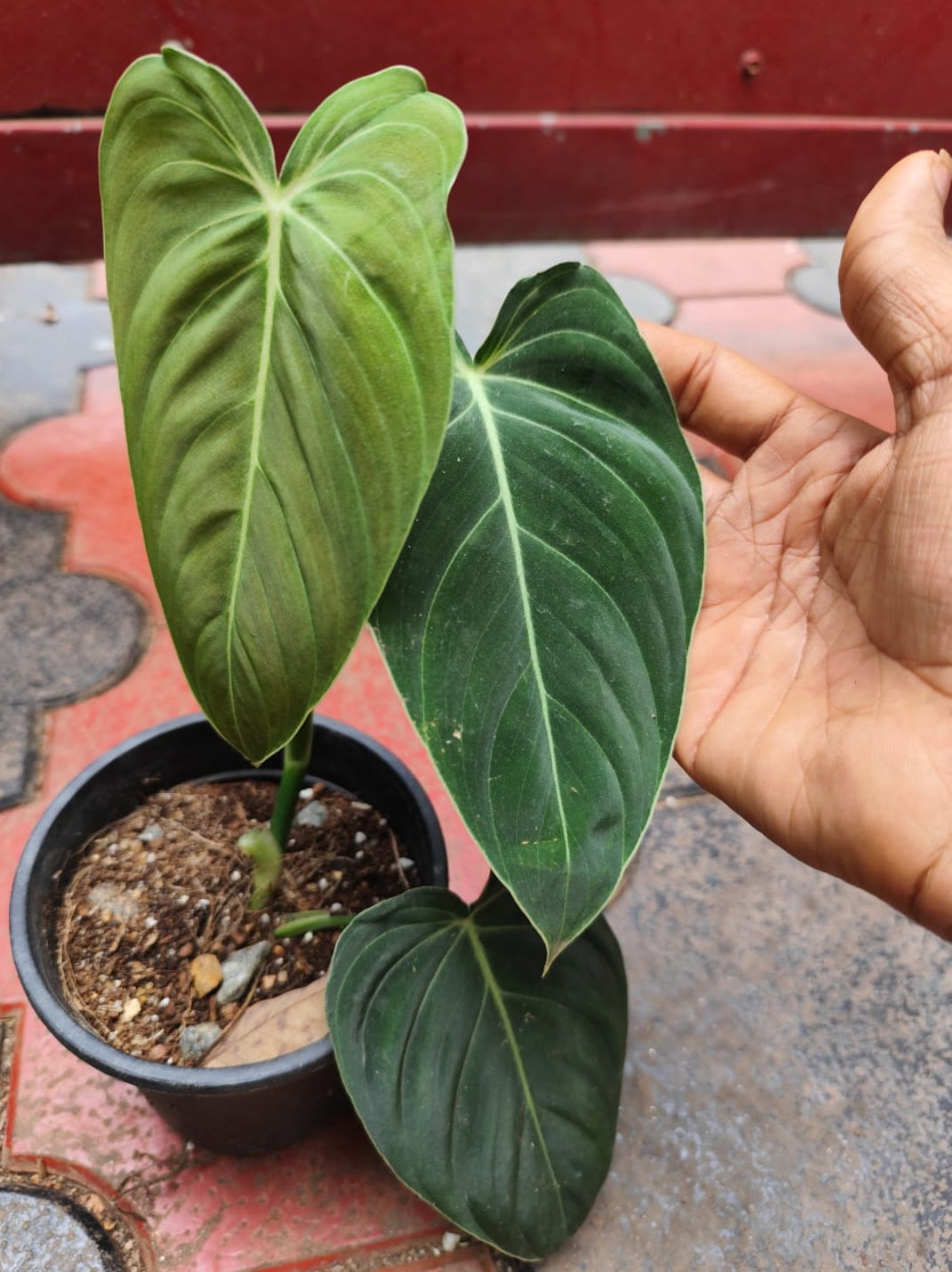 Philodendron Melanochrysam Plant