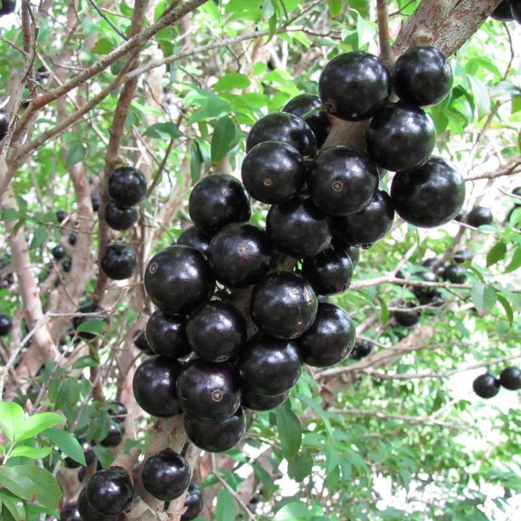 Jaboticaba fruit plant