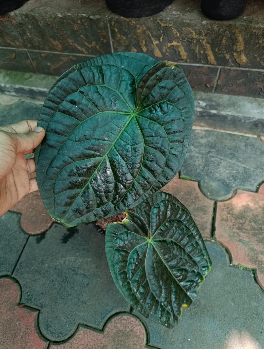 Anthurium David Portilla Plant