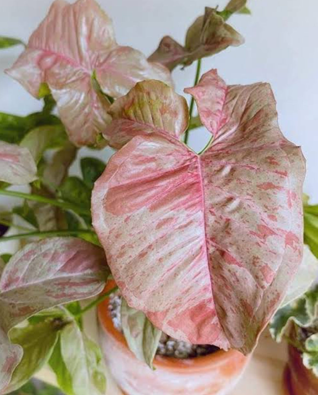 Syngoniyam pink spot (Semishade plant)