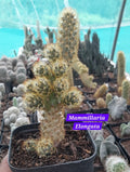 Mammillaria Elongata 21 cactus