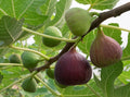 Fig (Anjeer) Fruit Plant β Sweet Exotic Superfruit Tree | Ashiyana Store