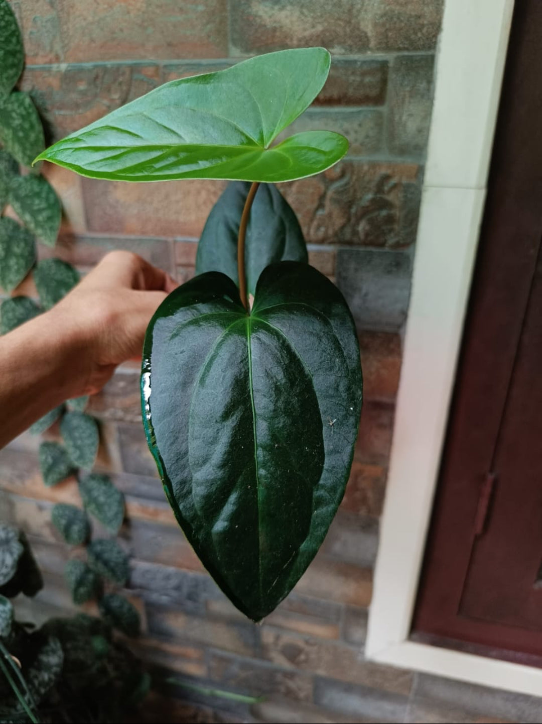 Anthurium Gigi Dreams Plant