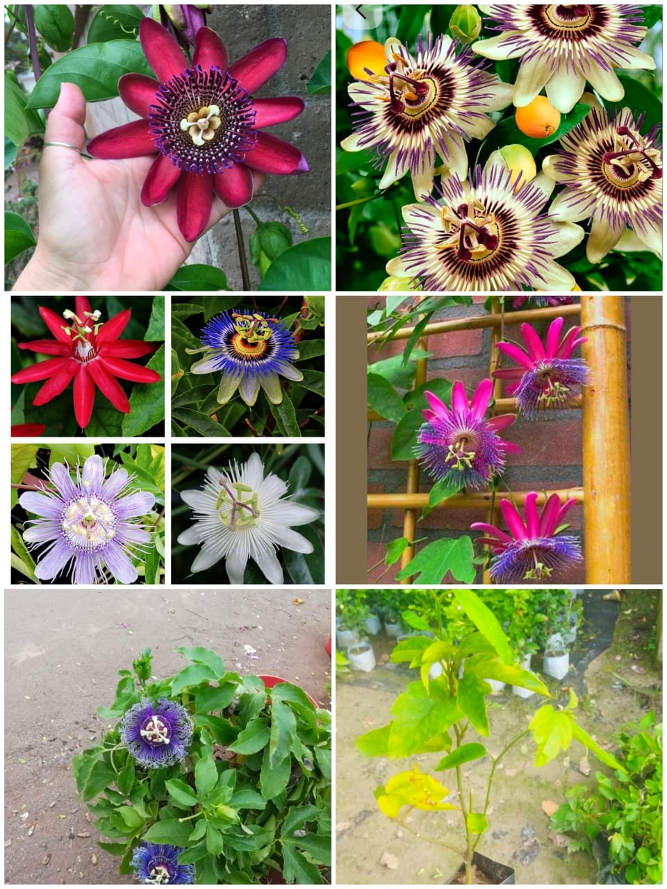 Passiflora Passion flower ( krishna kamal) "Rakhi bel" shop now ( best creeper flowering plants)