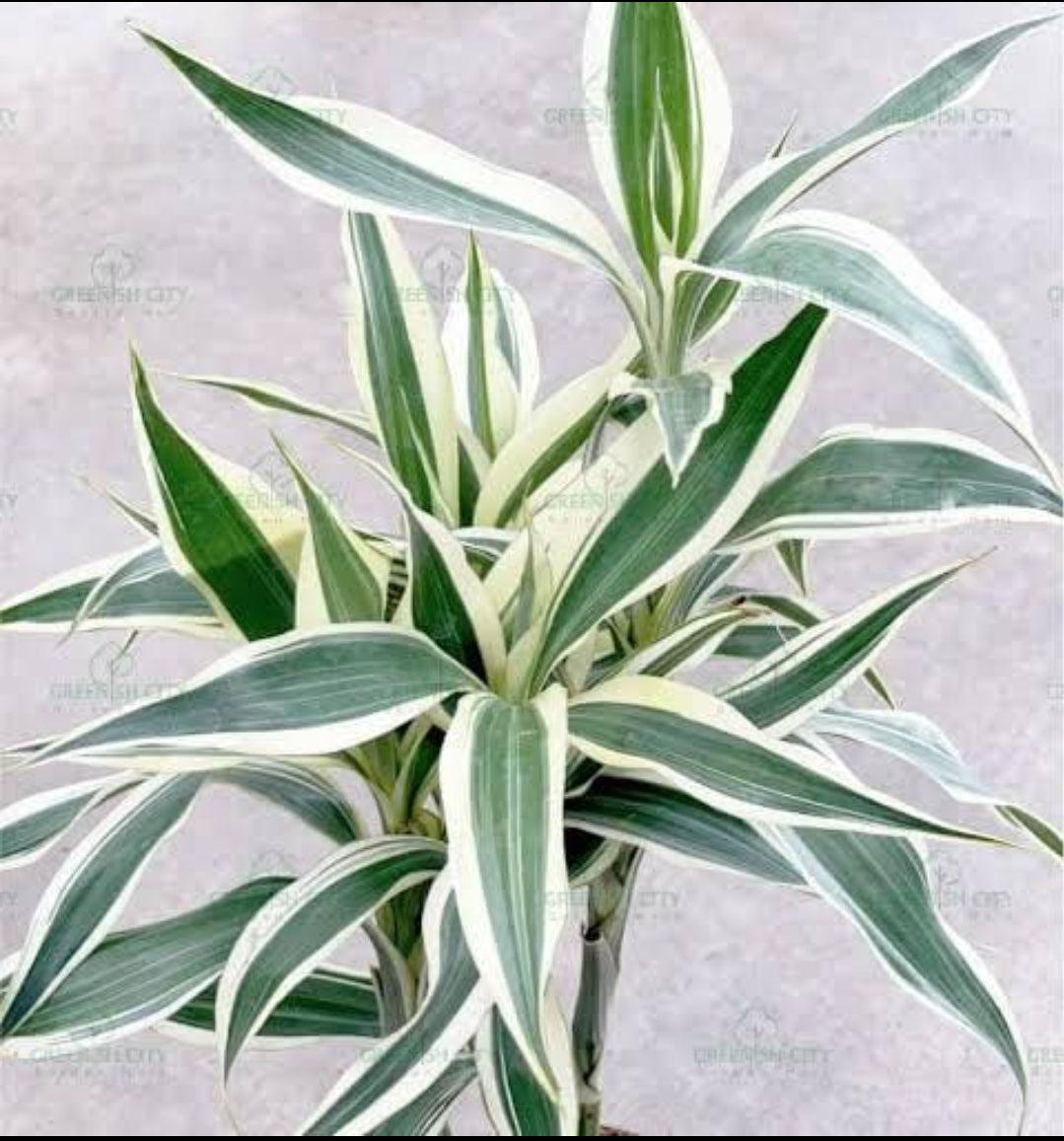 white lucky bamboo Lucky bamboo Veriegated (Outdoor variety) – ASHIYANA STORE