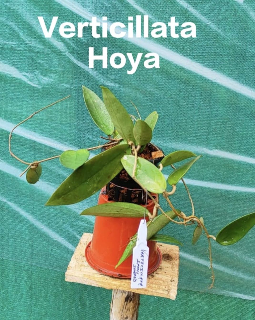 Verticillata Hoya