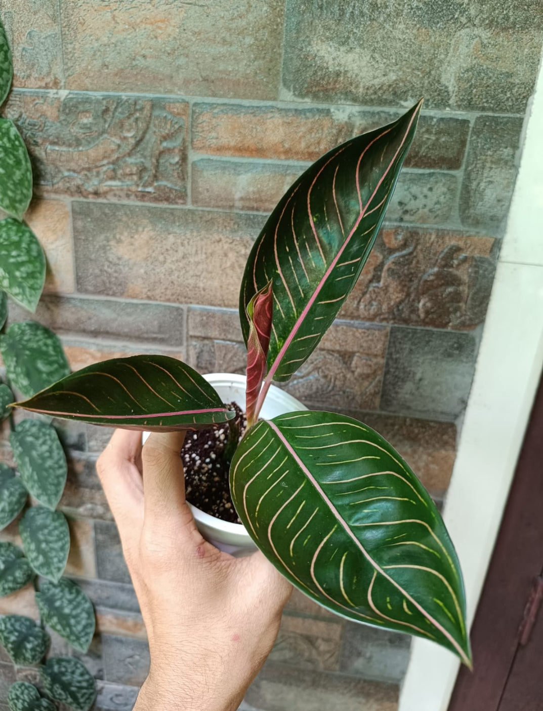 black sumatra aglaonema price Agloanima Black Sumatra – ASHIYANA STORE