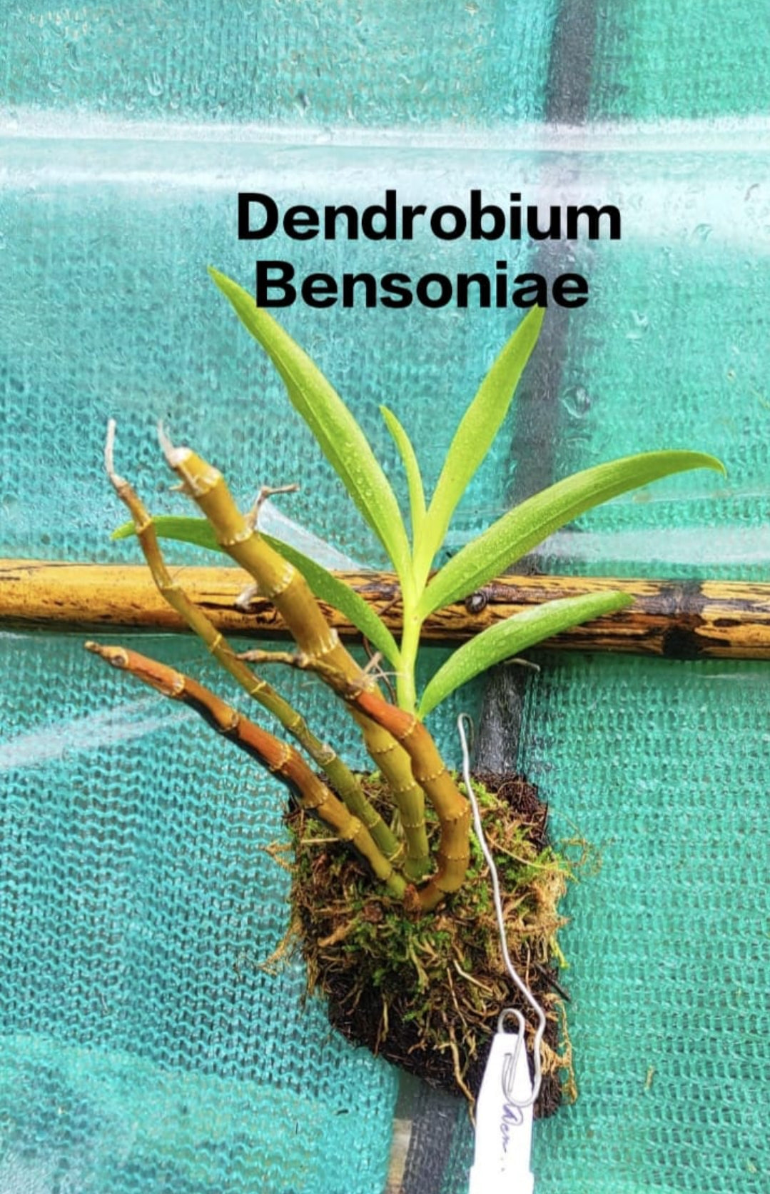 Dendrobium Bensoniae