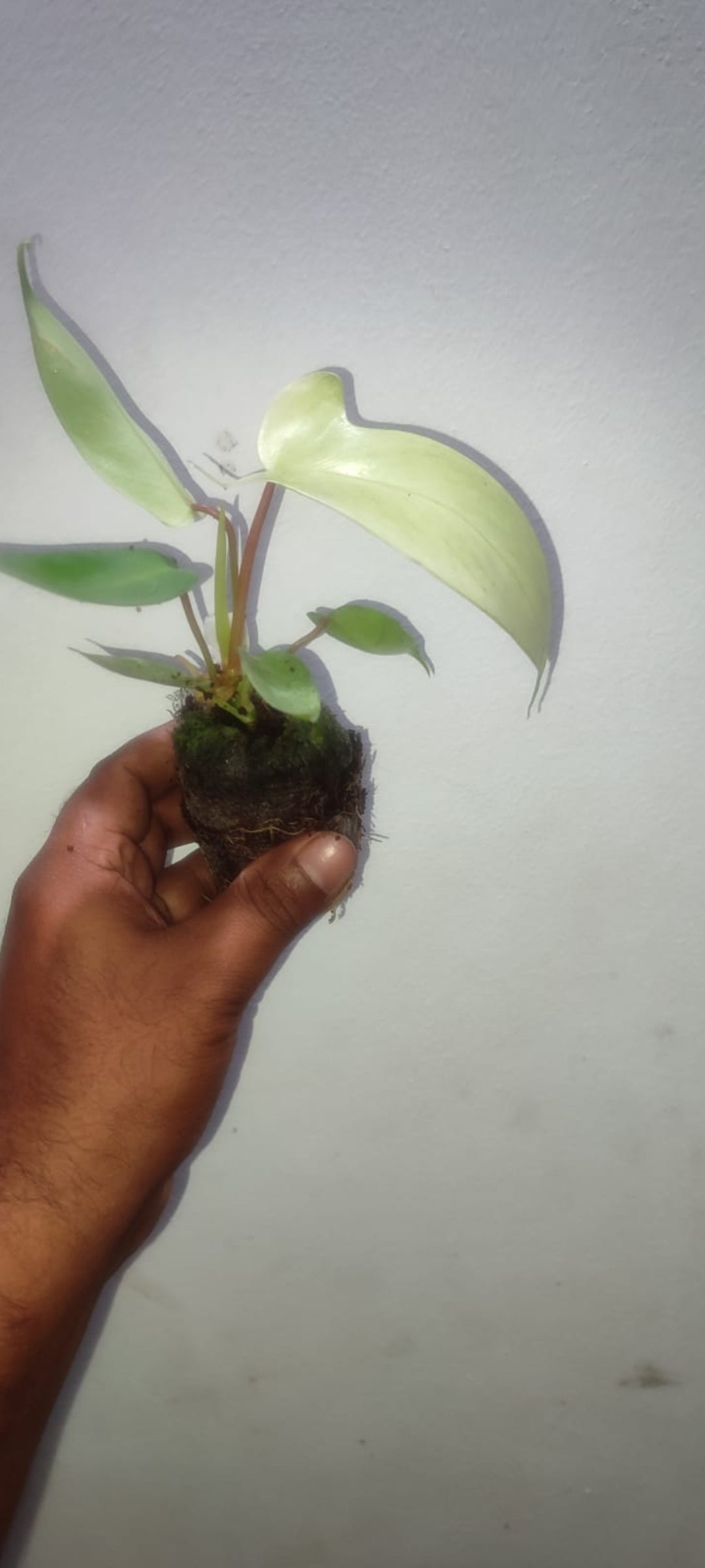 Florida Gost Veriegated philodendron plant - Indoor plants