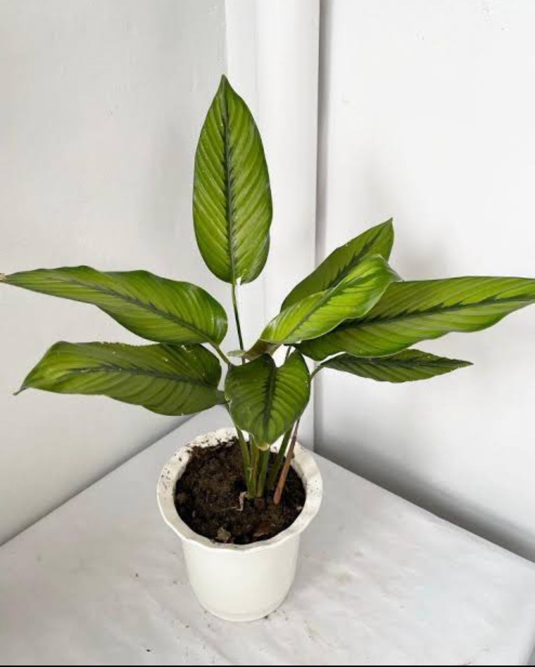 Calathea Majestica (Need cool atmosphere)