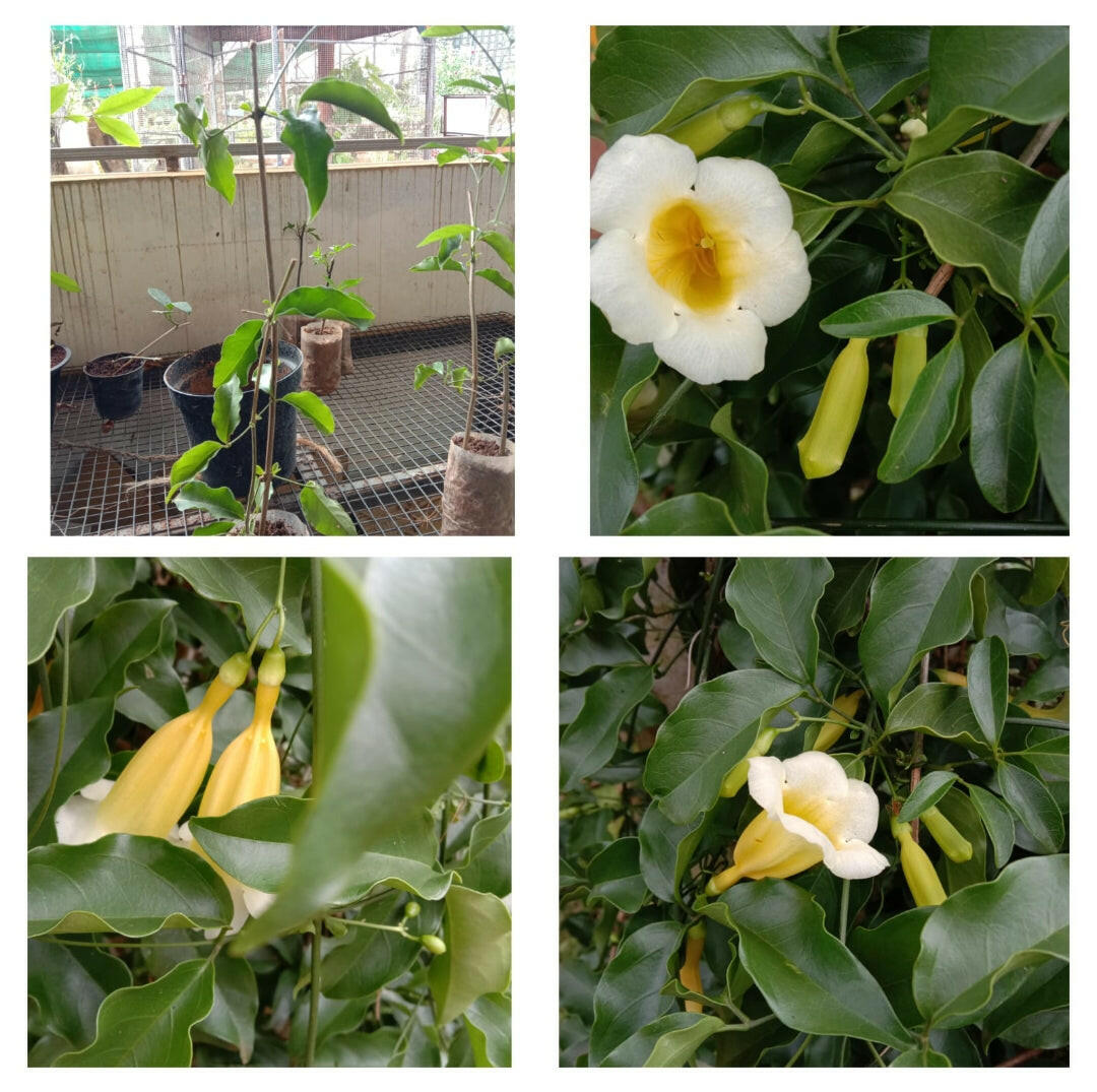 Aneomopegma creeper