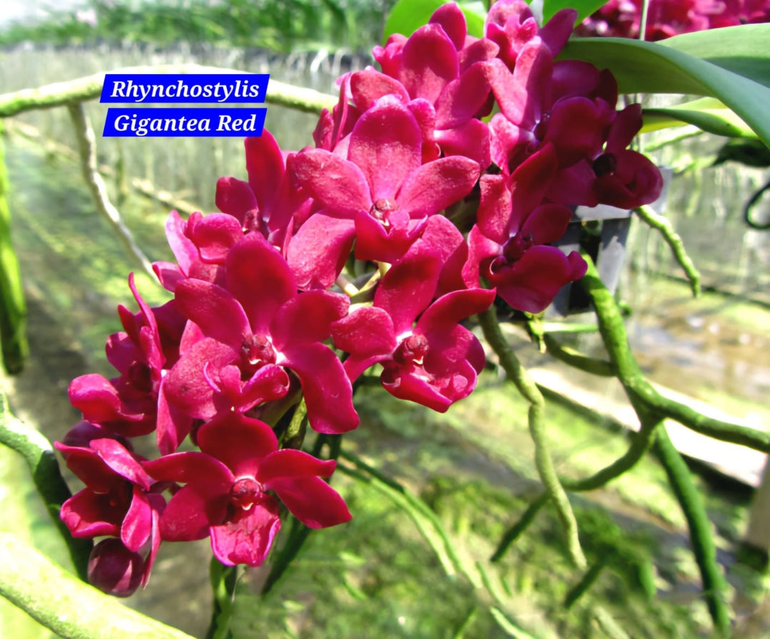 Rhynchostylis exotic (Pack of 6)