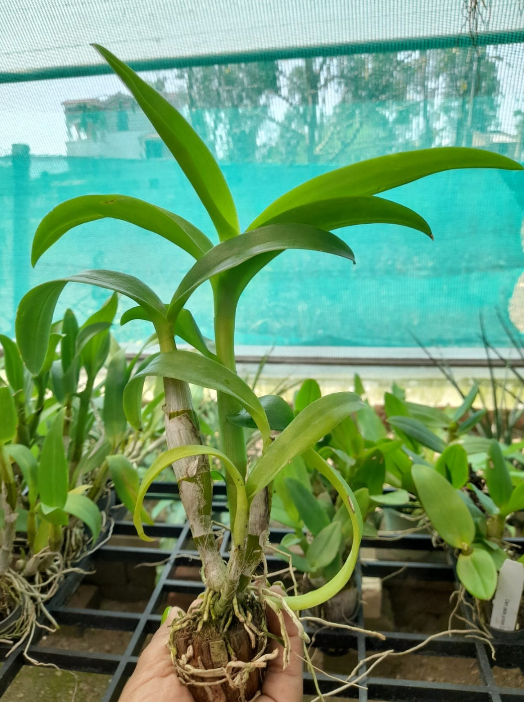 Dendrobium 11 Gold Yellow Orchid