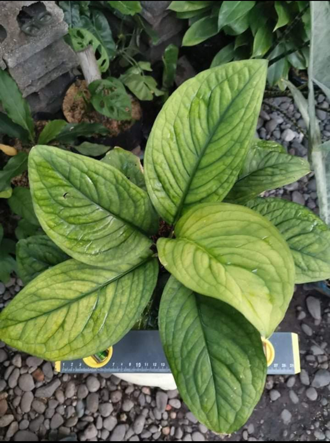 Culcasia Manii Plant (Semishade)