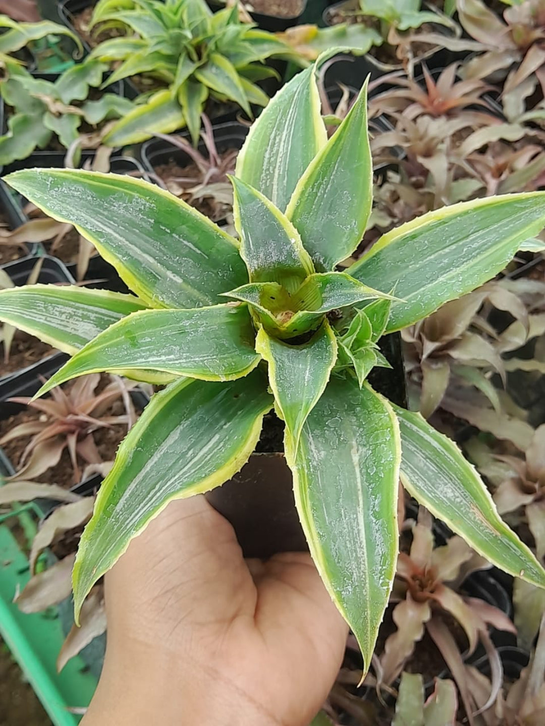 Cryptanthus Varieties (Pack of 7)