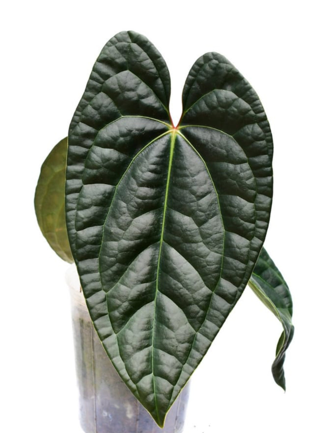anthurium black diamond Anthurium Black diamond Narrow Form – ASHIYANA STORE