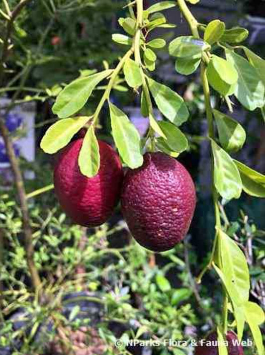 Red lemon fruit plant