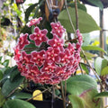 Hoya Red (Creeper Hoya)