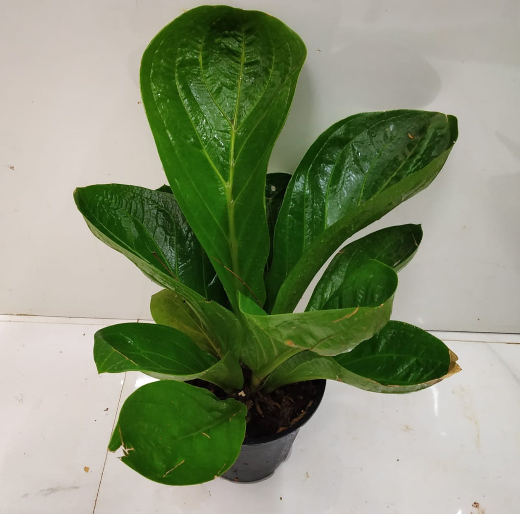 anthurium jenmanii common name Anthurium Jenmani Plant – ASHIYANA STORE