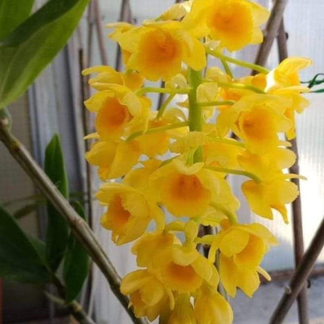 Dendrobium densiflorum (Pineapple Orchid)