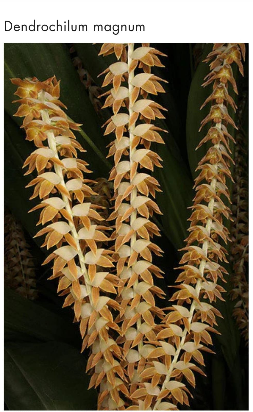Dendrochilum Magnum