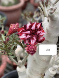 Adenium plant (desert rose) white stripe and dark red colour flower
