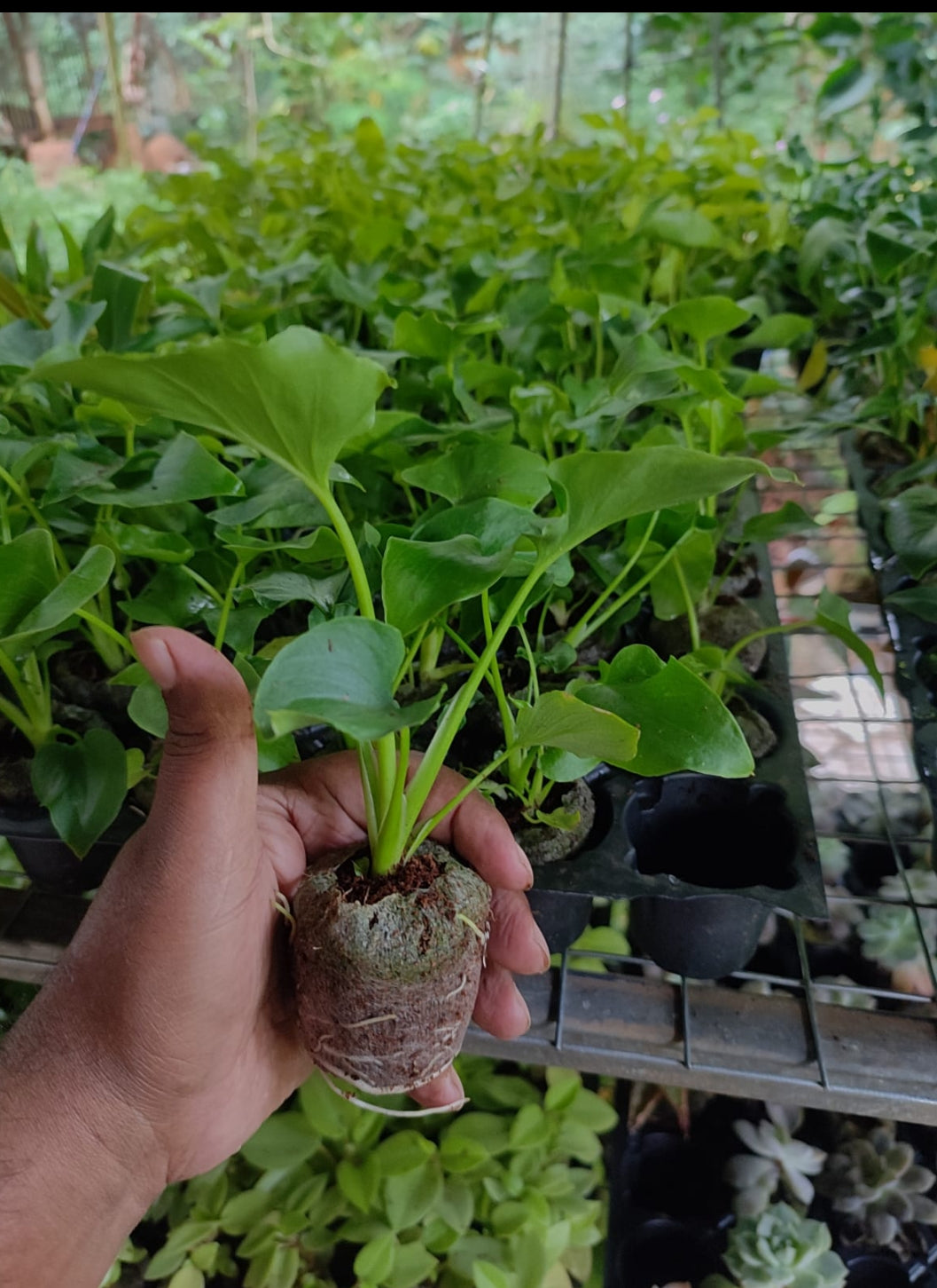 Luckly Split - Philodendron plant - Indoor plants
