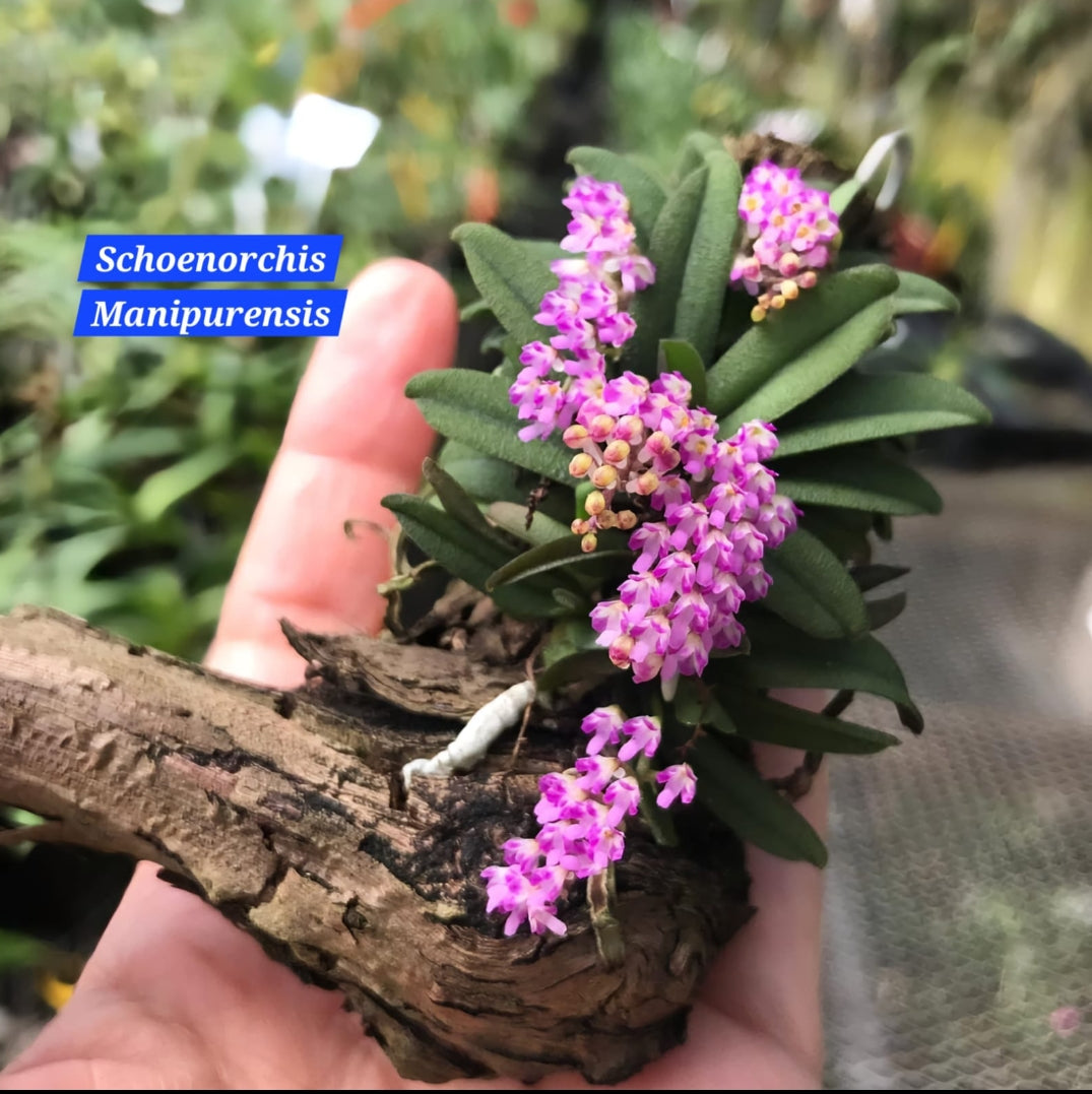 Schoenorchis Manipurensis miniature orchid