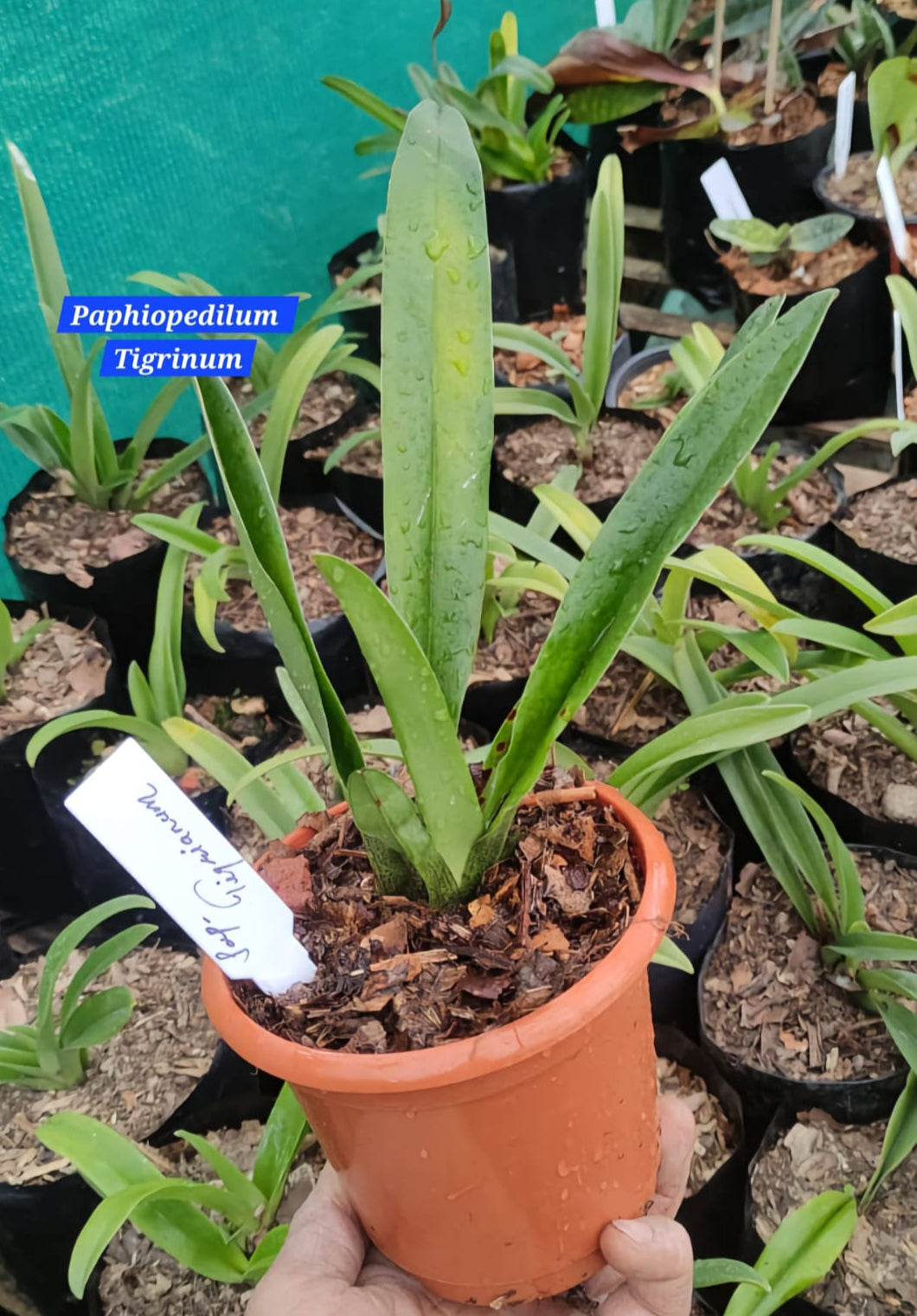 Paphiopedilum Tigrinum