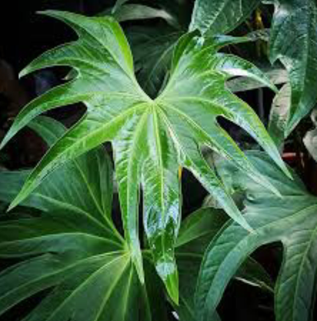 anthurium pedatoradiatum flower Anthurium Pedatoradiatum plant – ASHIYANA STORE