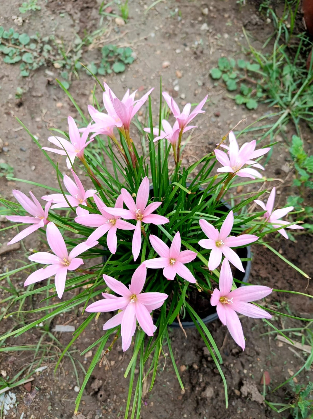 blue rain lily flower Pim Chompoo rare Rain Lily bulb – ASHIYANA STORE