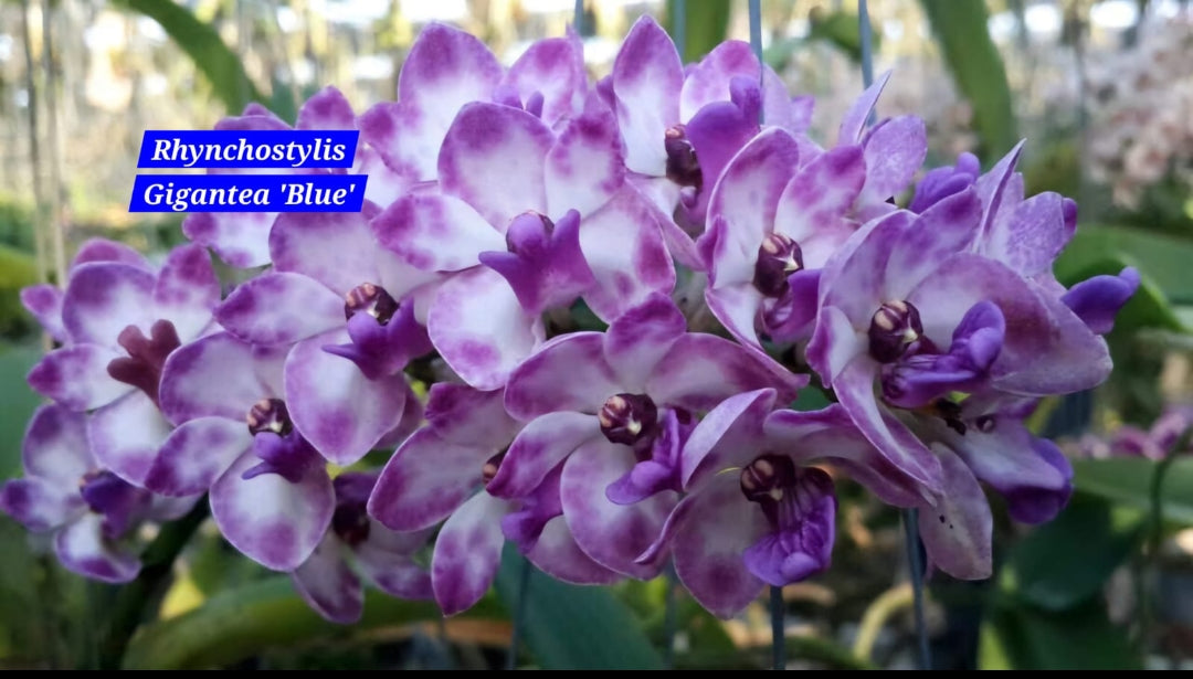 Rhynchostylis exotic (Pack of 6)