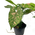 Syngonium pink Splash Allusion Rare - plant Good