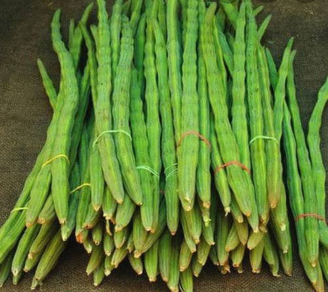 Drumstick moringa hybrid vegitable seeds