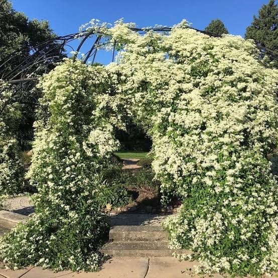 Bridal Bouquet Vine | White Flowering Creeper for Garden Walls