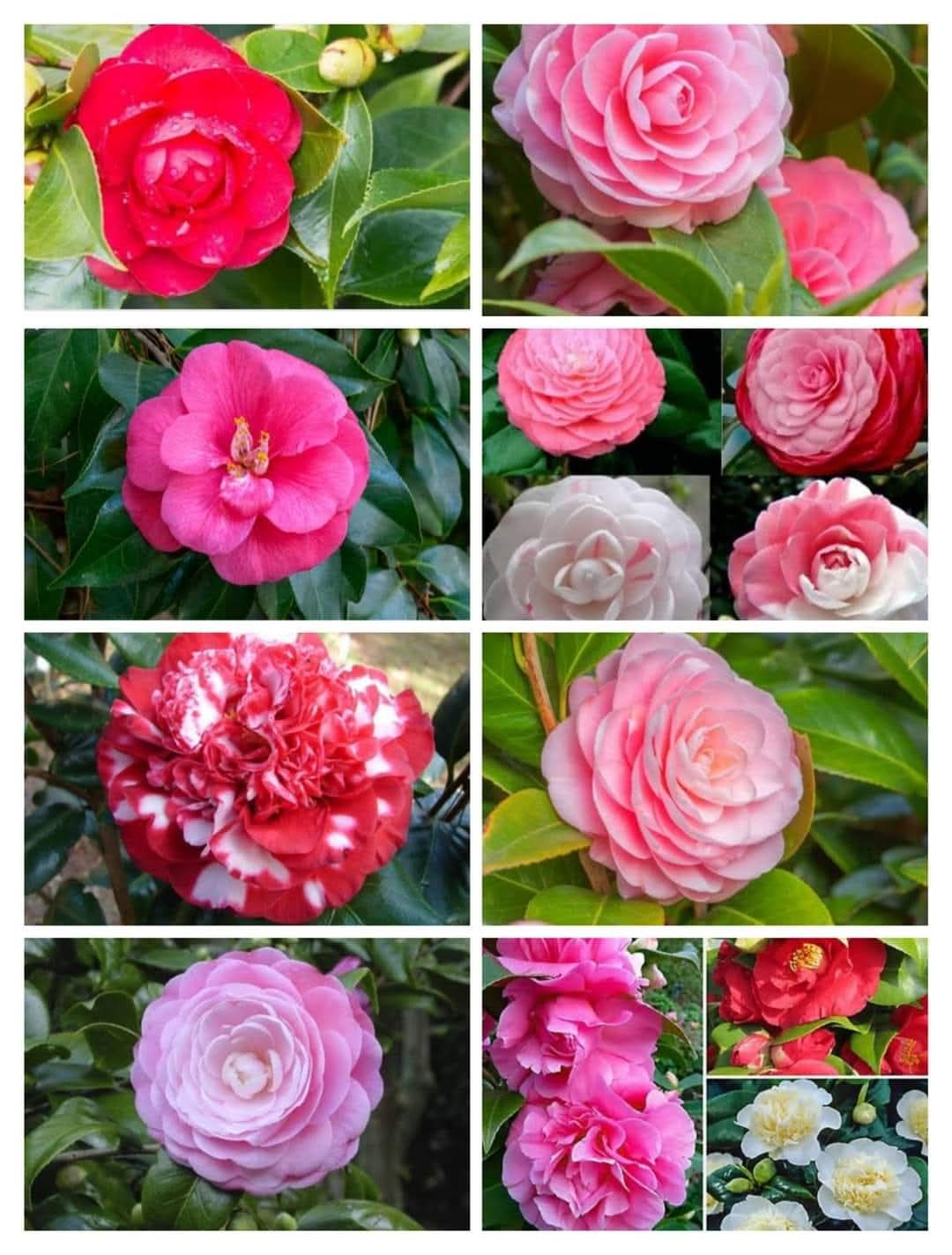 Click now for flowering plants shop now "Camilla flowering plants"