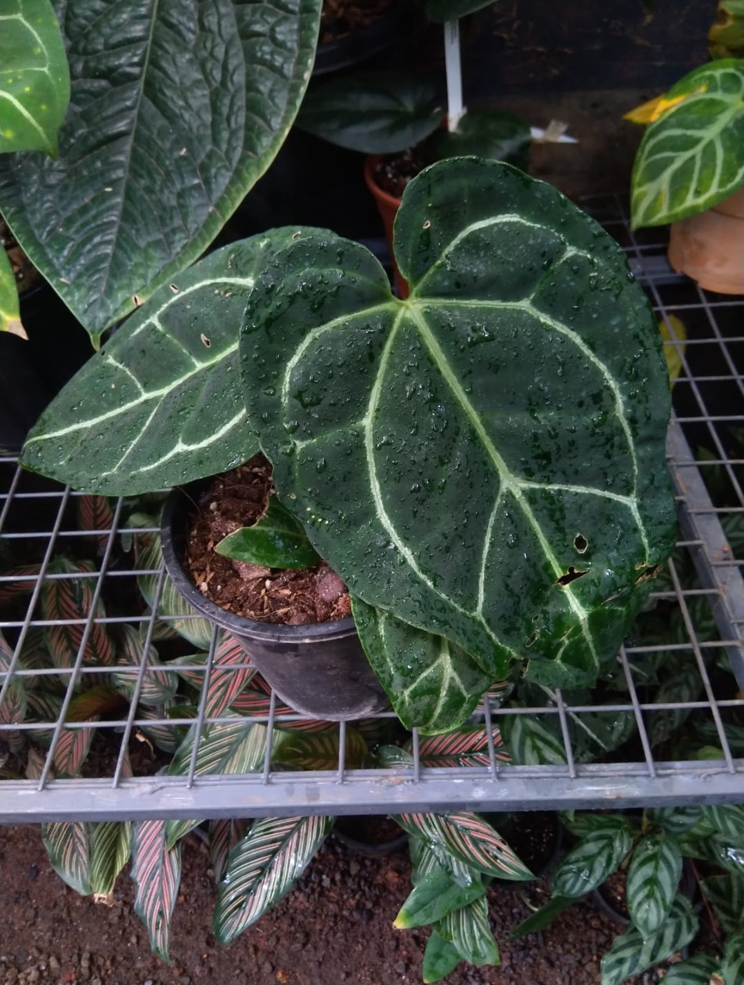 anthurium regale dark form Anthurium Regale aff x Crystallinum Dark – ASHIYANA STORE