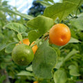 Amla Tree, Indian Gooseberry (Big Fruit, Grown Through Seeds) - Plant