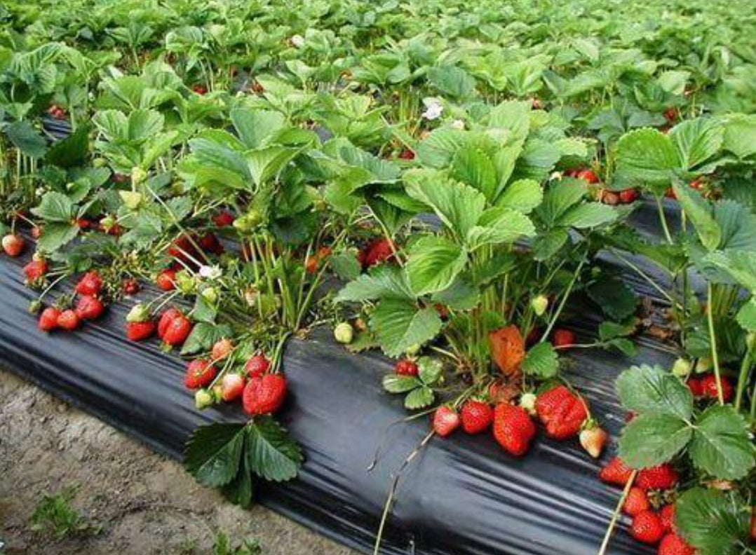 Strawberry fruit plant