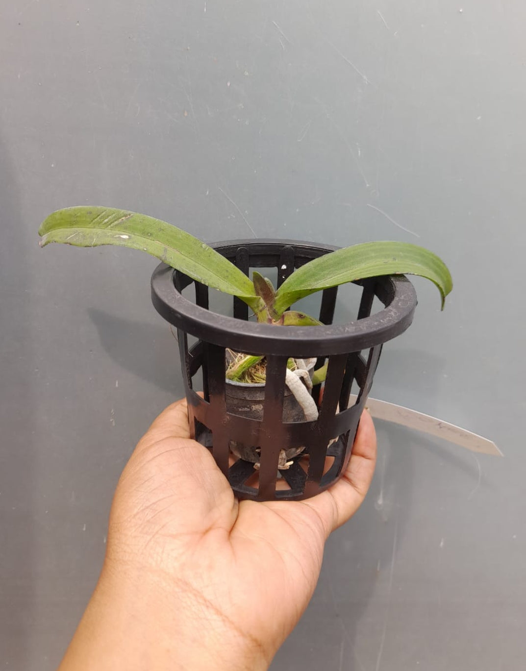 Rhynchostylis orange Fragrance Orchid 6